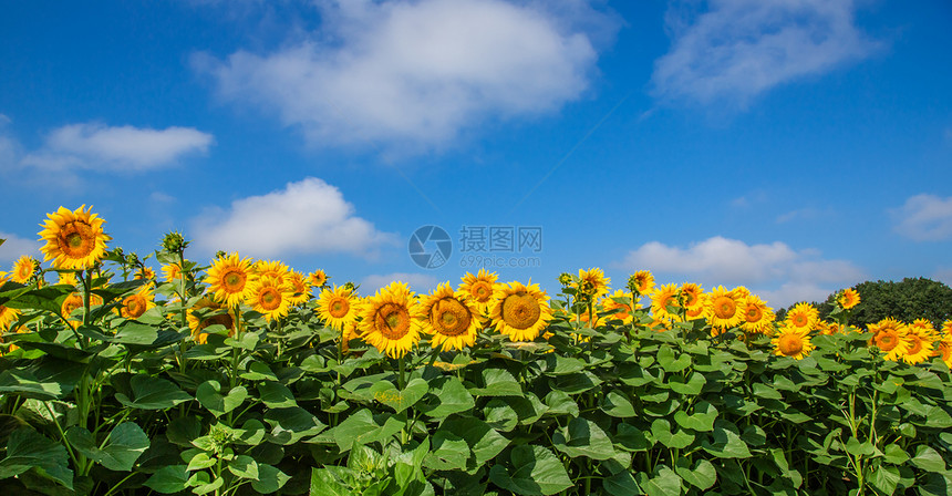 字段草地太阳光明媚的日子里蓝天上盛开的向日葵田夏季农上的业植物阳光明媚的日子里蓝天上盛开的向日葵田图片