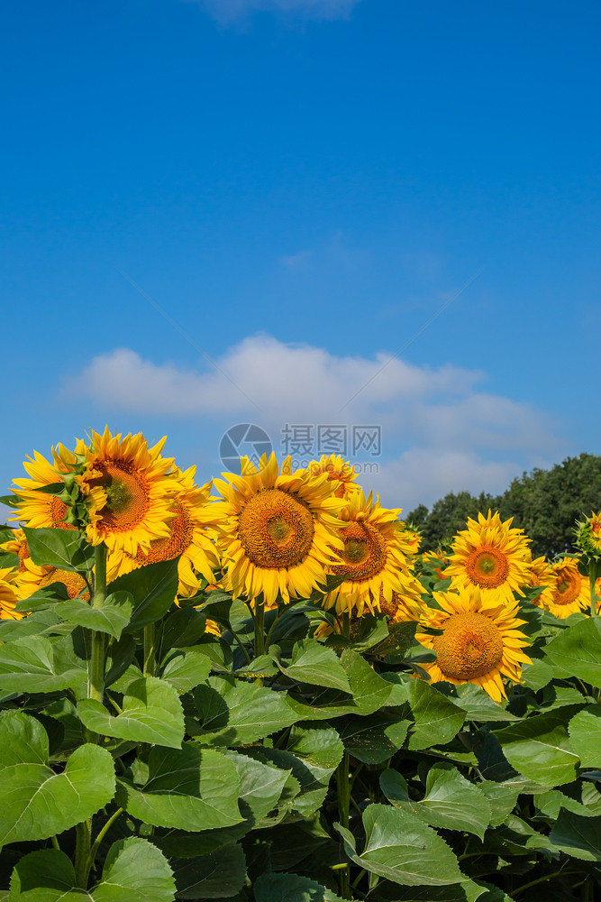 自然绿色夏天阳光明媚的日子里蓝天上盛开的向日葵田夏季农上的业植物阳光明媚的日子里蓝天上盛开的向日葵田图片