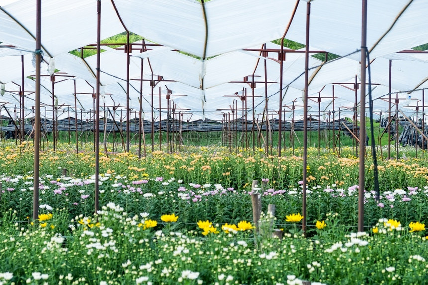 存在生动泰国Saraburi的一个农场正在种植Gerbera种花的床和菊朵校对Portnoy绿色图片