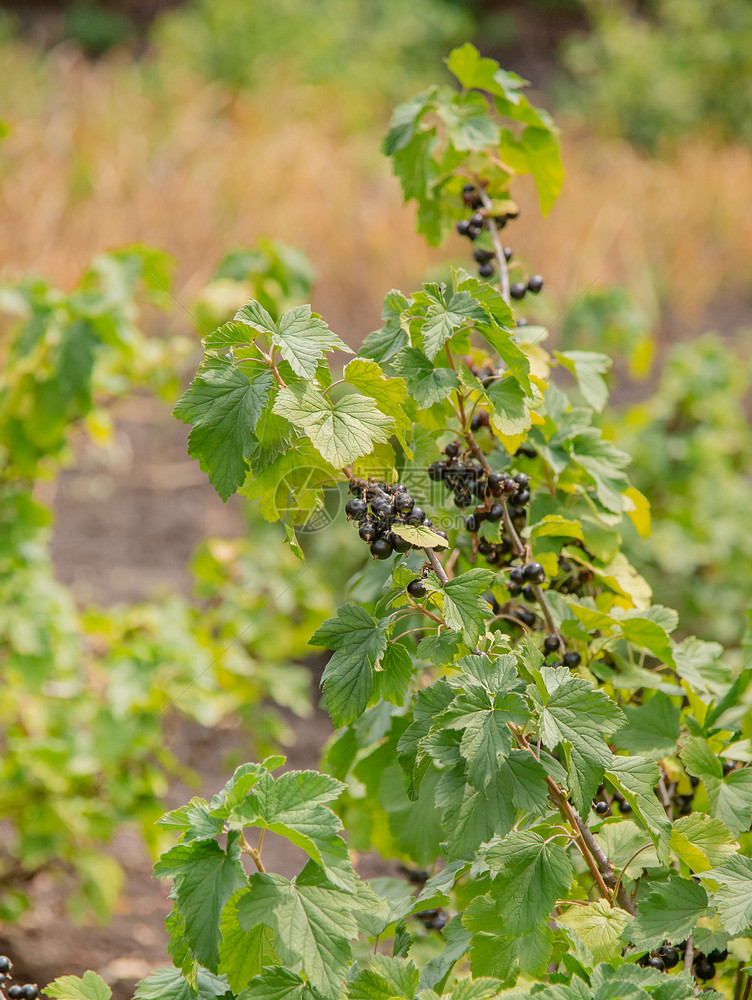 户外成熟抗氧化剂植物上生长的黑色多汁新鲜醋栗浆果在农场种植有机水果物上生长的黑色多汁新鲜醋栗浆果图片