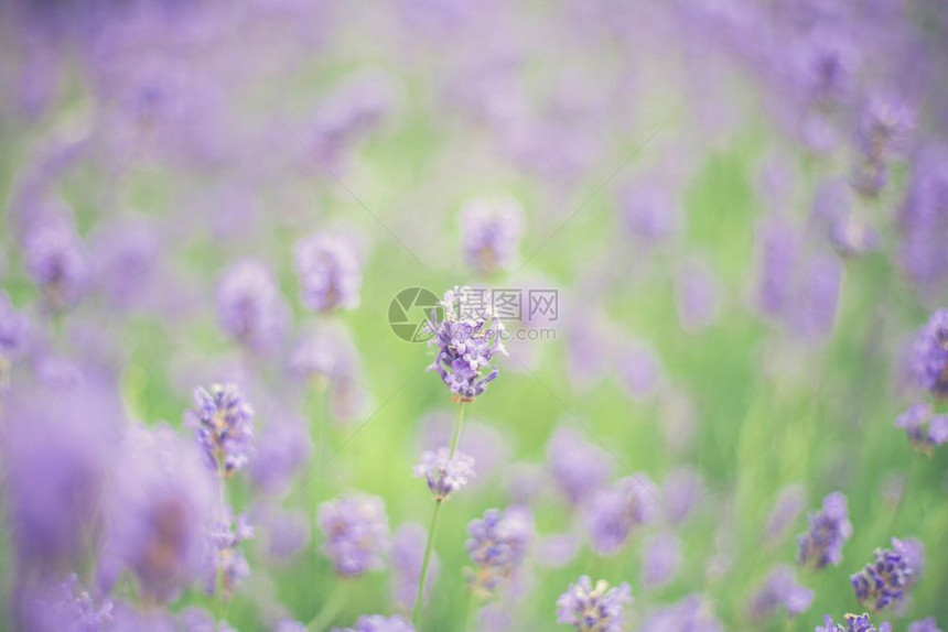 夏季薰衣草田特写紫罗兰色背景概念夏季自然薰衣草田美特写紫罗兰色背景概念束美丽晴天图片