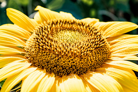 花粉花园季节种子高清图片