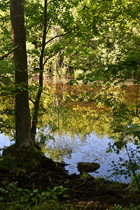 夏令预订在瑞典奥兰岛自然保护区的一个小池塘中的多彩水面反射田园诗般的图片