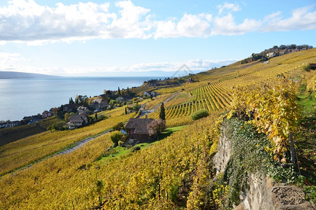 瑞士Lavaux地区葡萄园场收成酒厂图片