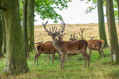 森林哺乳动物英国柴郡峰区莱姆公园红鹿保护区的美丽图片