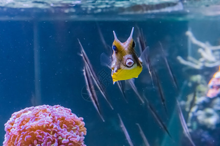 盒鱼野生动物活在热带水族馆游泳的长角拳击鱼或海豚底有鱼用她的嘴唇亲吻图片