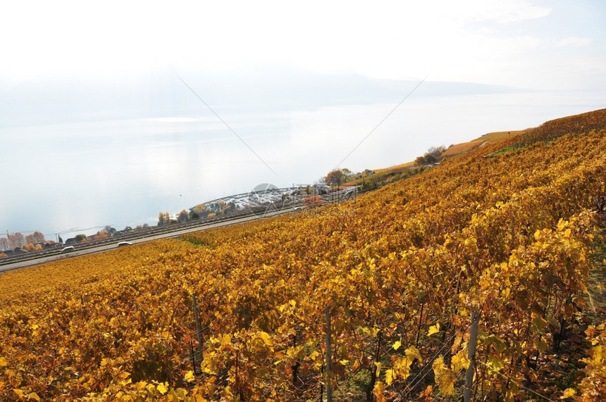优质的瑞士Lavaux地区葡萄园柴金教科文组织图片