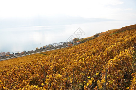 优质的瑞士Lavaux地区葡萄园柴金教科文组织图片