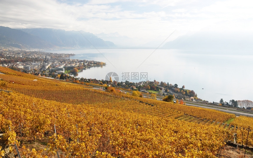 农田建造落下瑞士Lavaux地区葡萄园图片