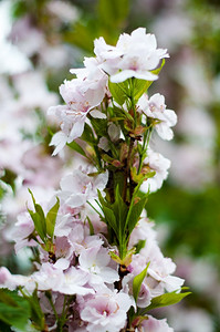 美丽的樱花浅鸽子聚焦于中心花朵开植物学分支图片