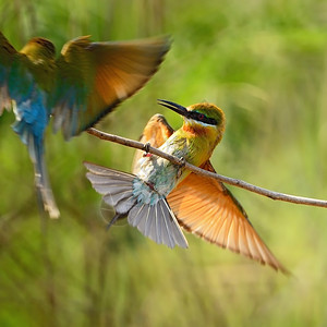 保护野生动物分支蓝色的蜜蜂食鸟梅罗普斯图片