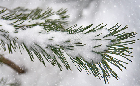 寒冷的新鲜松树白雪覆盖fir树枝和秋雪第一冬枝图片