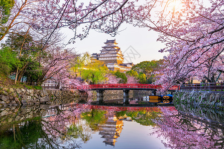 旅游树老的日本仁济樱花和城堡图片