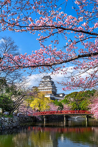 兵库日本仁济的樱花和城堡景观树图片