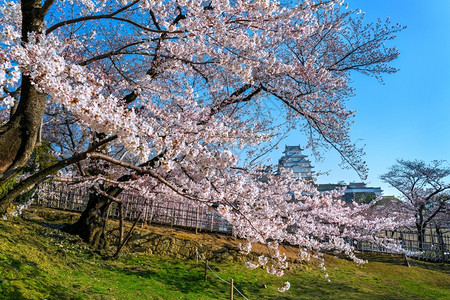 文化花园粉色的日本仁济樱花和城堡图片