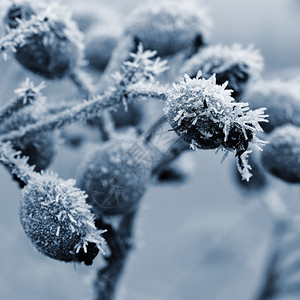 季节冻结冬天冷的玫瑰花香下雪图片