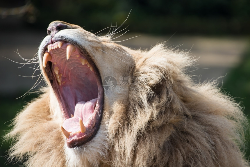 凶猛怒吼雄狮子大打哈牙齿露出嘴图片