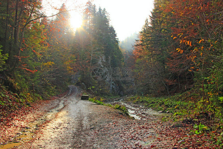 宁静分支青柳橙色和红秋森林山季风貌道路在丰富多彩的森林中阳光明媚的芒山秋季地貌道路在繁丽的森林中丘陵图片