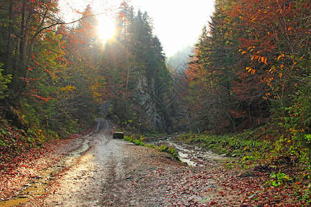 宁静分支青柳橙色和红秋森林山季风貌道路在丰富多彩的森林中阳光明媚的芒山秋季地貌道路在繁丽的森林中丘陵背景图片