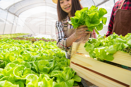 靠动人民将蔬菜沙拉收集成木箱配有温室人民生活方式和经营动室内农业和耕园艺人概念农业与种植园艺人概念家庭里养殖业食物员工健康背景