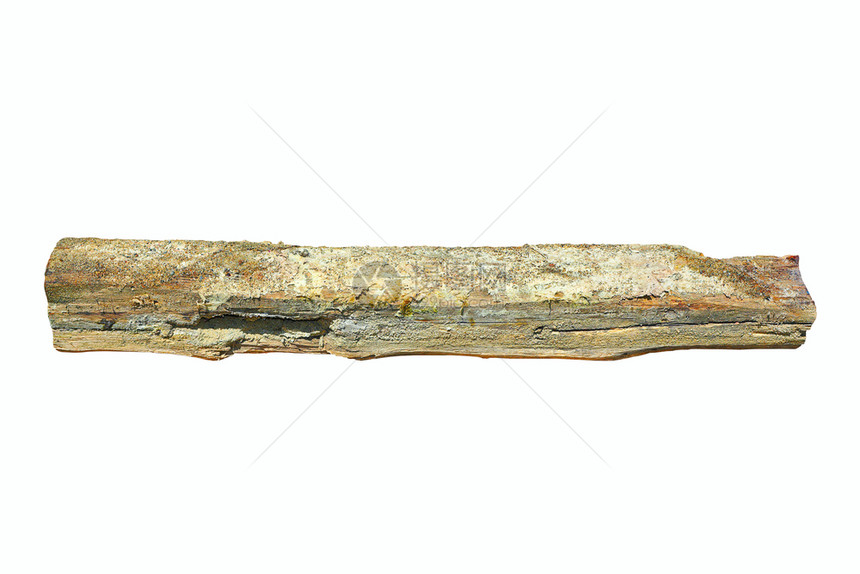 根瘤菌经过塞尔普拉被干腐的SerpulalacrymansssynMeruliuslacrymans攻击的孤立木束这块头是从旧潮图片