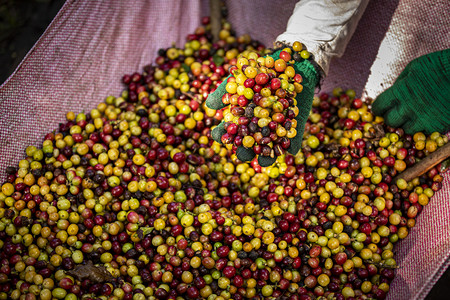 农民收获咖啡豆浆果图片