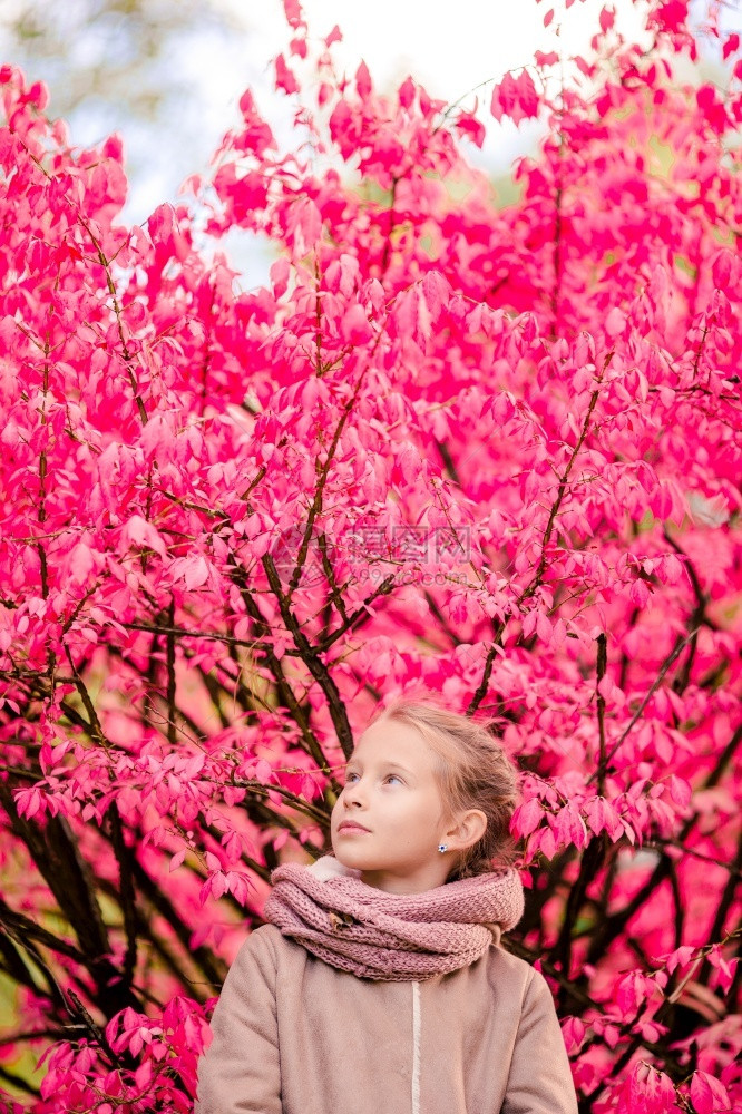 在美丽的秋日户外可爱小女孩肖像有着令人惊叹的粉红色树背景在美丽的秋日户外可爱小女孩草地天气公园图片