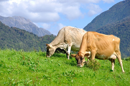 牧场上的泽西牛新兰威斯特牛科动物西方图片