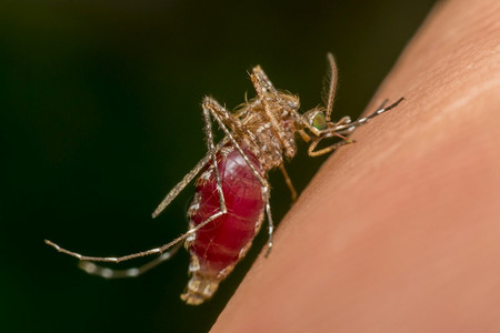 血热蚊子脑炎登革热和Zika携带者蚊子在人类皮肤上吸近血蚊子是疟疾登革热和Zika的传播者吸吮基孔肯雅热寄生虫背景