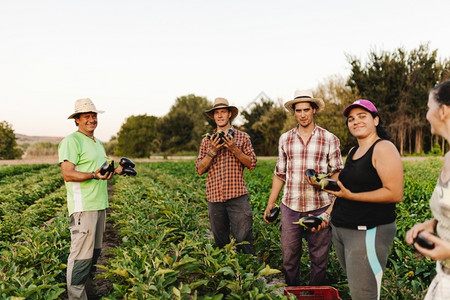 一组种植者在其田间工作并收获新鲜黑茄子或的种植者在职场地男人图片