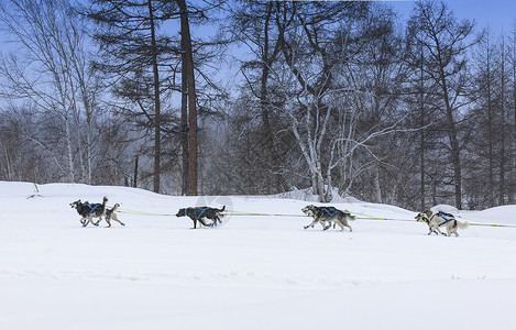 一条狗雪橇在冬天的风景上奔跑一只狗雪橇在冬天的风景上奔跑运动速度图片