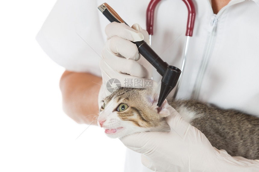 兽医在诊所里给小猫治疗耳朵图片