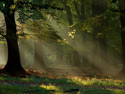 秋天有雾和温暖阳光的仙尾林平静绿色景观图片