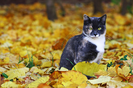叶子与猫秋天公园的猫咪背景