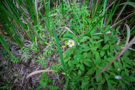 绽放场地野花雏菊夏天图片