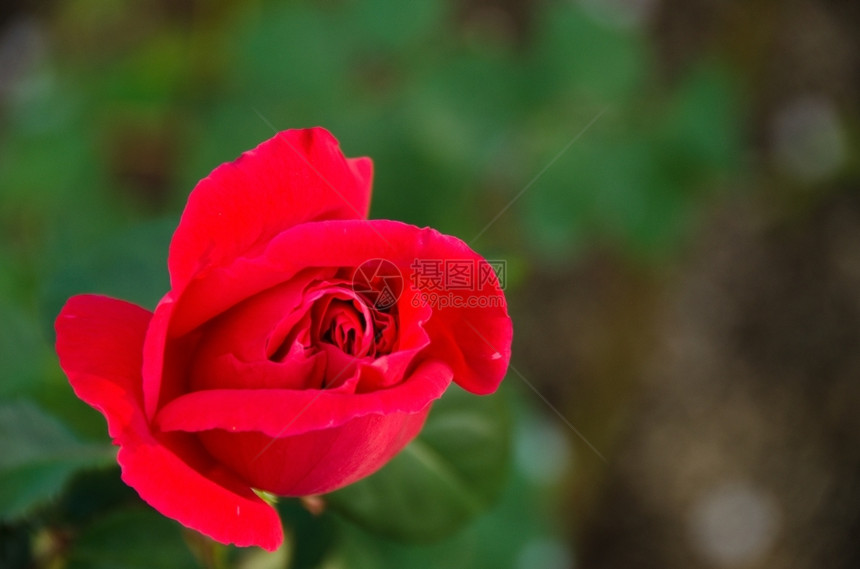 红玫瑰色细节从前面看到红玫瑰天鹅绒般的热情香水图片