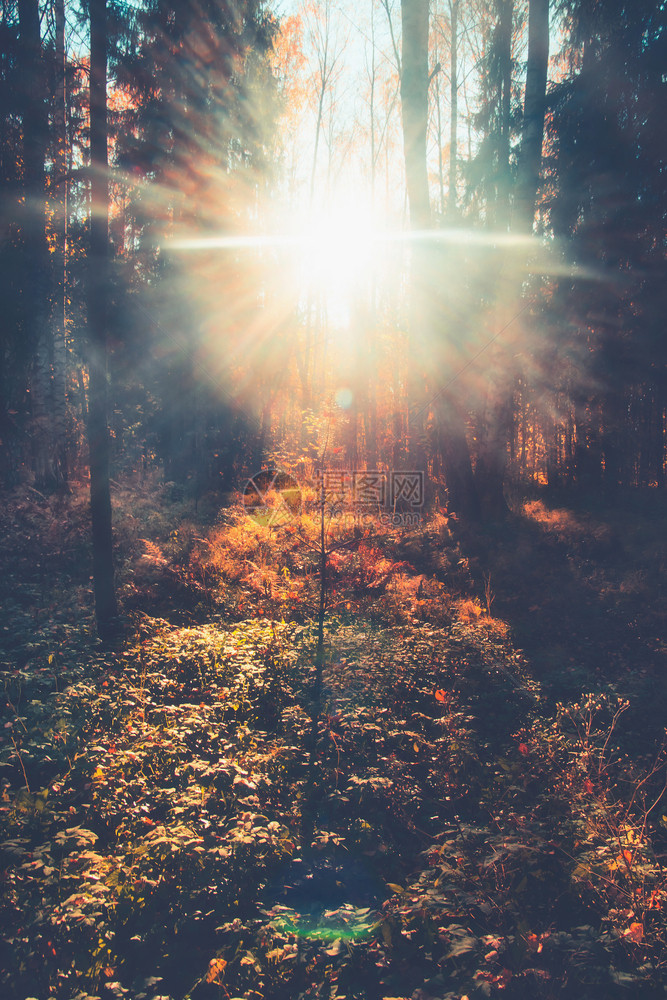 秋天阳光照耀着树林图片