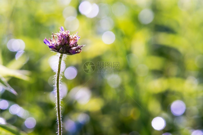 自然草甸花夏日风景背光草地花人们未开垦图片