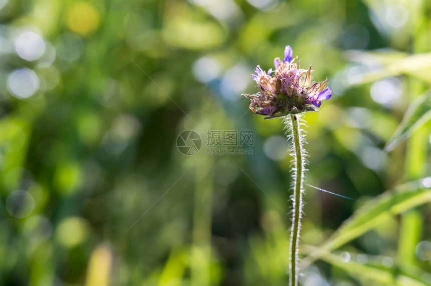 田园诗般的俄罗斯草甸花夏日风景背光草地花生长图片