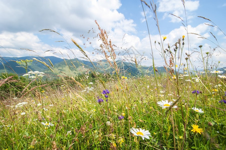 目的地山上阳光晴朗的一天夏草地蓝空下有野花自然背景和风牧场农村图片