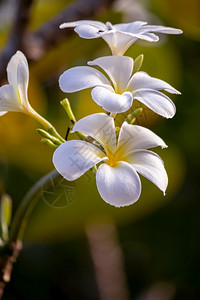 新鲜的白色紧闭花朵是大自然中最香的花之一三朵是垂直插着的植物图片