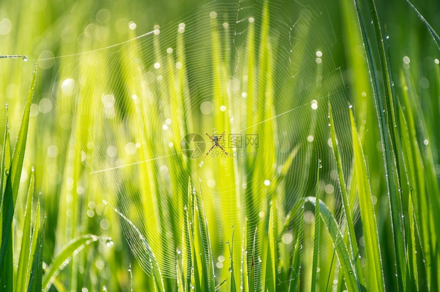 网络奥兰蒂亚白饭在稻田蜘蛛网上的物种Argiopeanurantia通常被称为黄花园蜘蛛在网上图片
