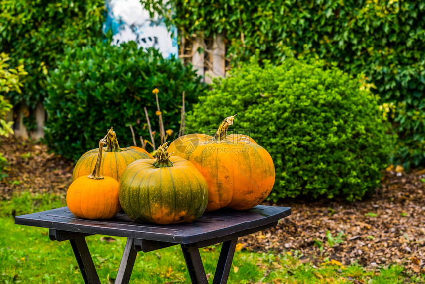 栽培有机的成熟绿色和橙南瓜在花园桌上季节假日背景秋天和背景图片