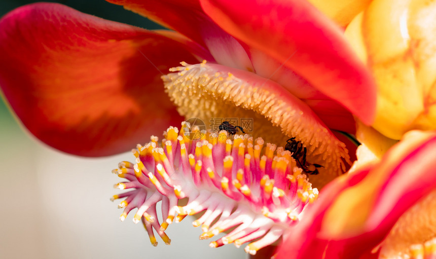 花朵的两只黑黄蜜蜂吸着来自大球树的甜蜜子库罗乌皮塔瓜亚尼西人花园图片