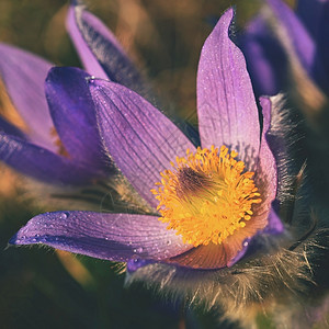 精美的春花丽鲜和阳光有着天然色彩的本背景普尔萨奇拉巨人有色自然图片