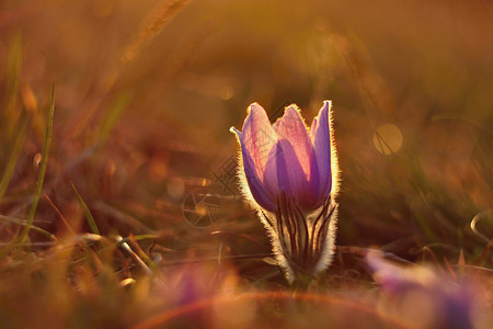春花美丽的鲜和阳光有着天然色彩的本背景普尔萨奇拉巨人一种帕斯克植物群图片