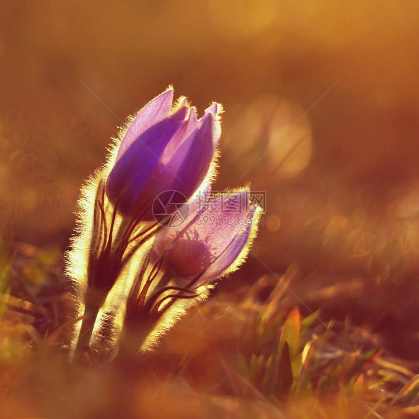 春花美丽的鲜和阳光有着天然色彩的本背景普尔萨奇拉巨人柔软的日落花瓣图片