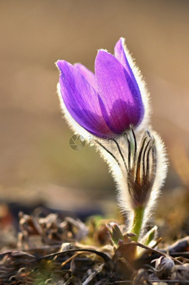 春花美丽的鲜和阳光有着天然色彩的本背景普尔萨奇拉巨人花朵叶子植物学图片