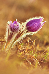 雌蕊春花美丽的鲜和阳光有着天然色彩的本背景普尔萨奇拉巨人紫色的有图片