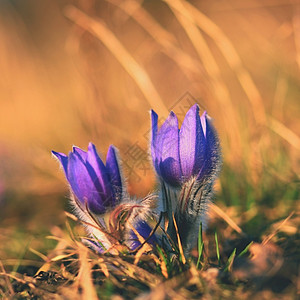 春花美丽的鲜和阳光有着天然色彩的本背景普尔萨奇拉巨人植物学草地四月图片